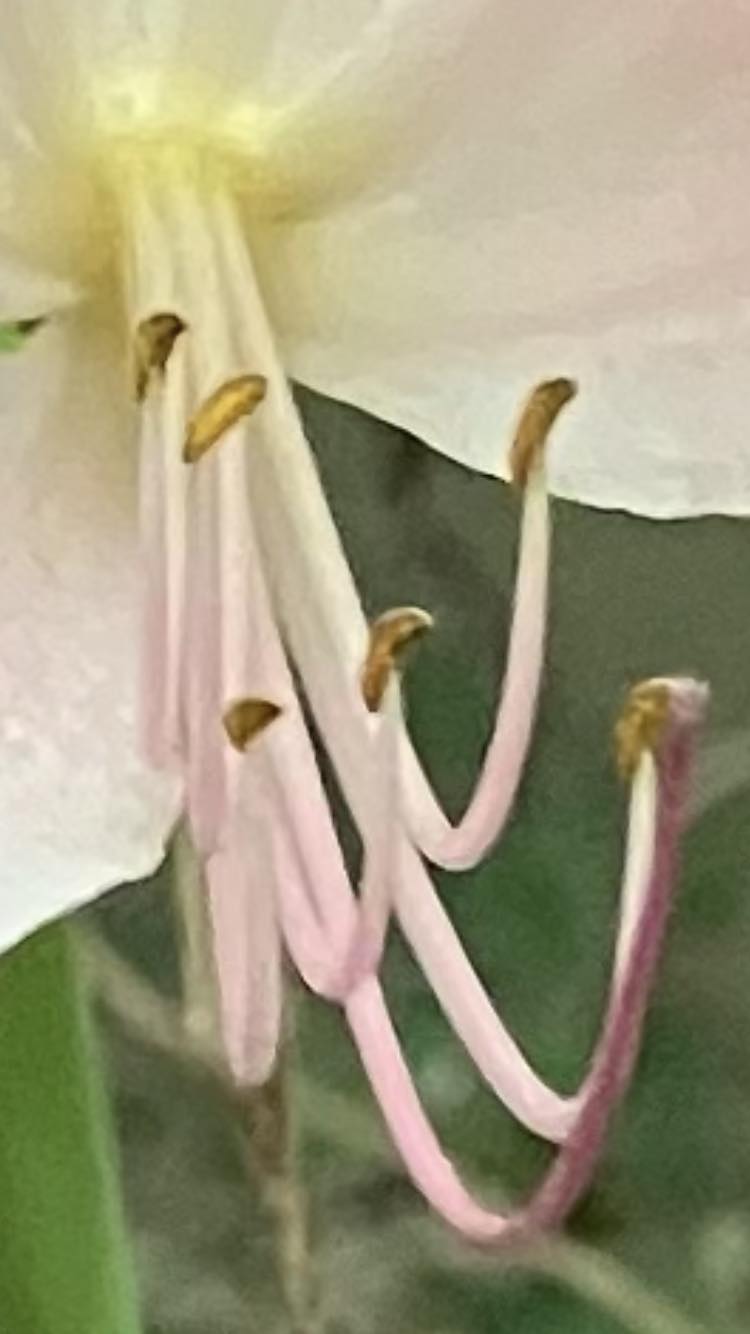 What the Resurrection Lily Reveals About Trusting in God’s Love